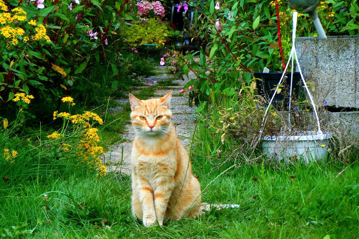 7 Tips Ampuh Atasi Kucing yang BAB di Halaman Rumah